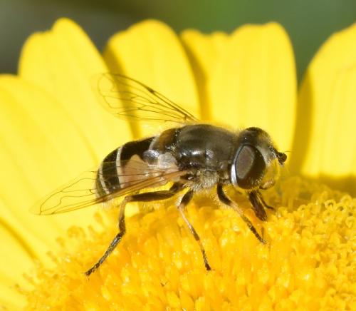 Réf. 179 809 : Eristalis arbustorum